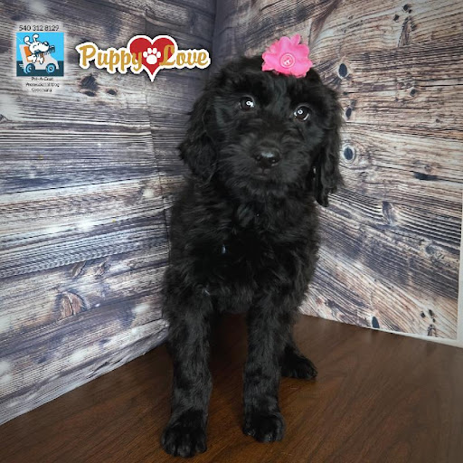 Pet Store «Puppy Love», reviews and photos, 4802 Valley View Blvd NW Uf290, Roanoke, VA 24012, USA