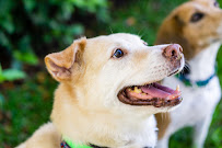 Coastal Canine Academy - Photo 2 - Car repair in , North Charleston