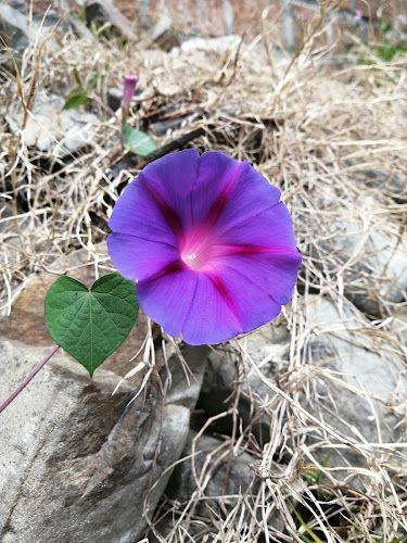 Opinii despre canchas de ciudad de los policias în Loja - Campo de fútbol