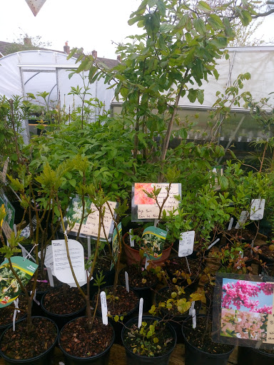 Village Plants Nursery