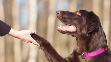 AF1QipMsTsrFNJm3jKjbROu_4KQU1f_0_-IeSCfpOrGy=w426-h240-k-no