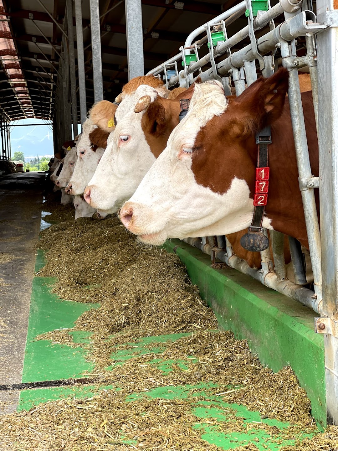 HASAN TÜREK ÇİFTLİĞİ HAYVANCILIK VE TARIM ÜRÜNLERİ GIDA ÜRETİM İÇ VE DIŞ. TİC. A