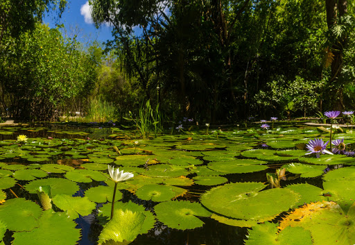 Jardín Botánico Regional Roger Orellana CICY