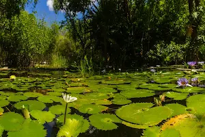 Regional Roger Orellana CICY Botanical Garden image