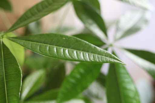 Golf Club «Bellair Golf Club», reviews and photos, 17233 N 45th Ave, Glendale, AZ 85308, USA