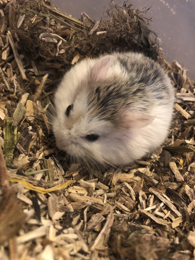 Pet Store «Petland Las Vegas», reviews and photos, 8800 W Charleston Blvd #3, Las Vegas, NV 89145, USA