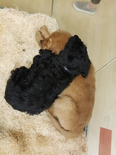 Pet Store «Perfect Pets», reviews and photos, 6840 S University Blvd #410, Centennial, CO 80122, USA