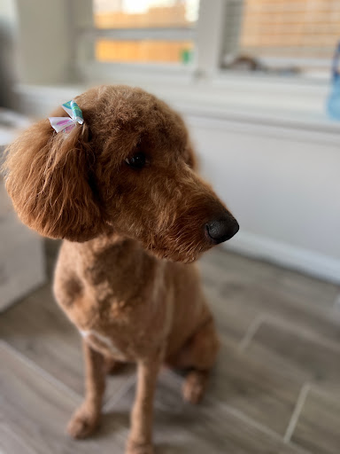 Pet Supply Store «PetSmart», reviews and photos, 1013 W University Ave, Georgetown, TX 78628, USA