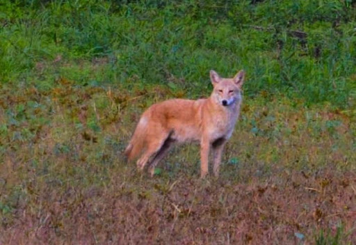 Nature Preserve «Clyde Shepherd Nature Preserve», reviews and photos, 2580 Pine Bluff Dr, Decatur, GA 30033, USA
