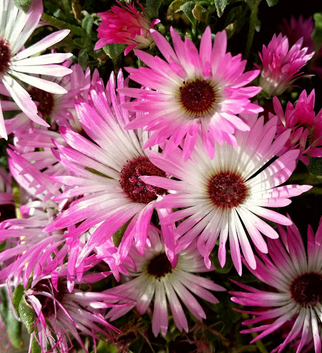 Pets Choice Veterinary Hospital image