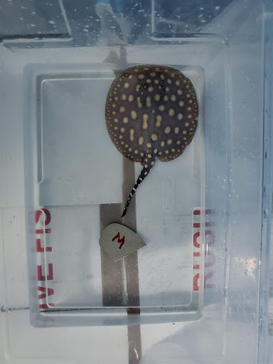 Tropical Fish Store «KHC Aquarium», reviews and photos, 150-1 Northern Blvd, Flushing, NY 11354, USA