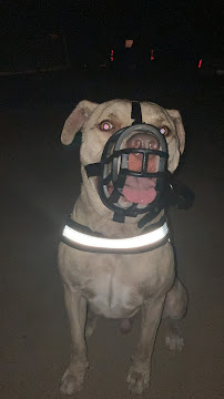 Dog Tough Dog Training & Pet Sitting - Photo 6 - Car repair in , Phoenix