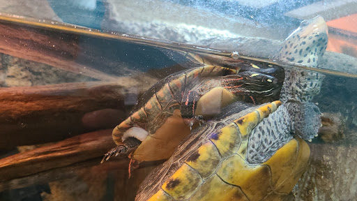 Educational Institution «Institute For Marine Mammal Studies», reviews and photos, 10801 Dolphin Ln, Gulfport, MS 39503, USA