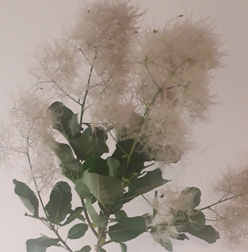 Green Jam 観葉植物専門店 埼玉県越谷市花田 園芸センター グルコミ