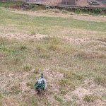 Photo n° 3 de l'avis de Jean-Luc.i fait le 14/10/2021 à 10:42 pour Parc René Canivenc à Gradignan