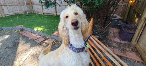 Pet Groomer «Doggie Style Bowtique», reviews and photos, 1713 Westport Rd, Kansas City, MO 64111, USA