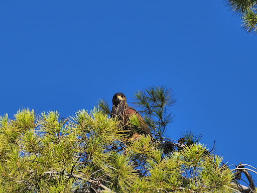 Golf Club «McCormick Ranch Golf Club», reviews and photos, 7505 E McCormick Pkwy, Scottsdale, AZ 85258, USA