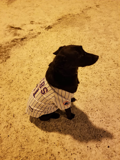 Dog Park «Wiggly Field Dog Friendly Area», reviews and photos, 2645 N Sheffield Ave, Chicago, IL 60614, USA