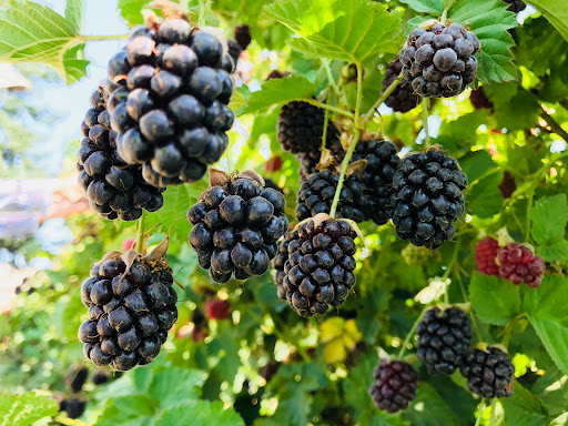 Produce Market «B&P Hitz Fruit Farm (Apples N Produce)», reviews and photos, 14070 Wilco Hwy NE, Woodburn, OR 97071, USA