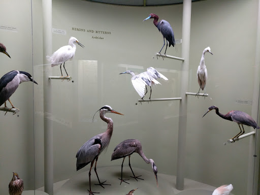 Natural History Museum «Yale Peabody Museum of Natural History», reviews and photos, 170 Whitney Ave, New Haven, CT 06511, USA