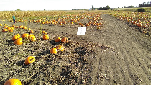 Pumpkin Patch «Barts Farm and Pumpkin Patch», reviews and photos, 7307 Alburnett Rd, Marion, IA 52302, USA