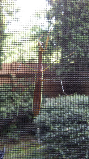 Golf Course «Flying Hills Golf Course», reviews and photos, 14 Village Center Dr, Reading, PA 19607, USA