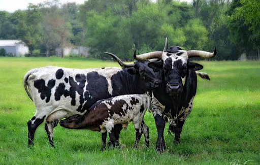 Butcher Shop «Bringhurst Meats», reviews and photos, 38 W Taunton Rd, Berlin, NJ 08009, USA