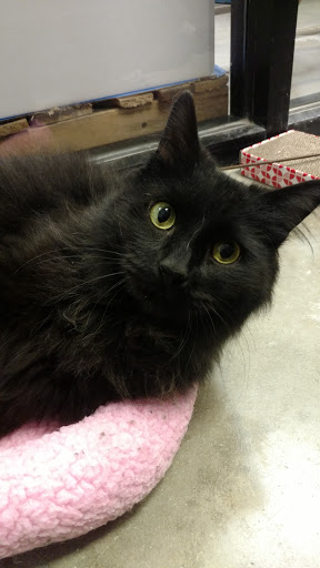 Pet Supply Store «PetSmart», reviews and photos, 1515 US-22, Watchung, NJ 07069, USA