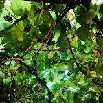 Photo n°4 de l'avis de Marti.o fait le 26/08/2021 à 05:48 sur le  Antica Osteria Al Moro à Pergine Valsugana