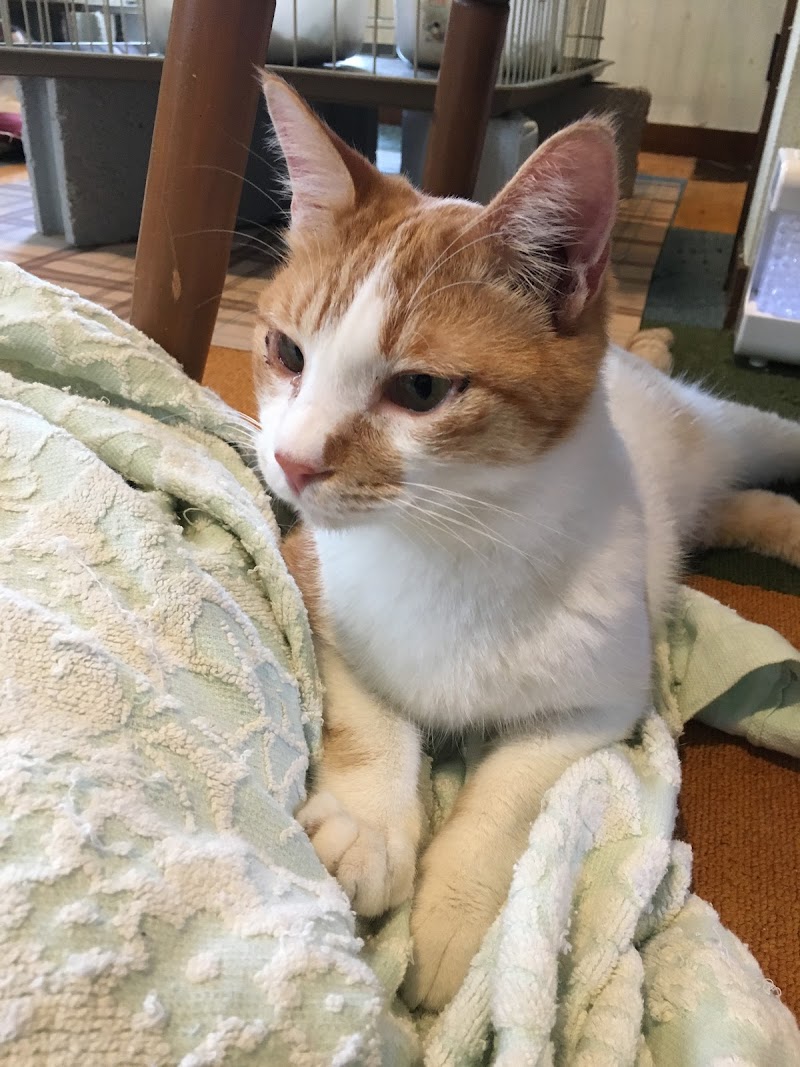 保護犬猫カフェｎｏｇ 静岡県静岡市駿河区宮竹 ペット里親サービス グルコミ