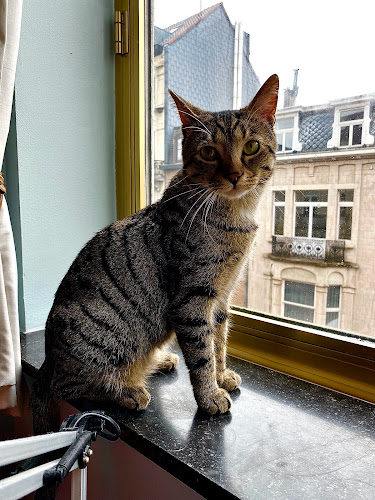 Dierenarts A. Blanchy - Brussel