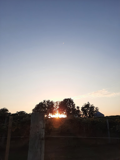 Vineyard «Ardon Creek Vineyard and Winery», reviews and photos, 2391 Independence Ave, Letts, IA 52754, USA