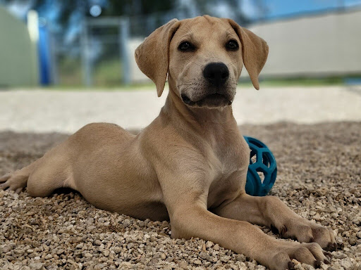 The Dawg House Pet Resort