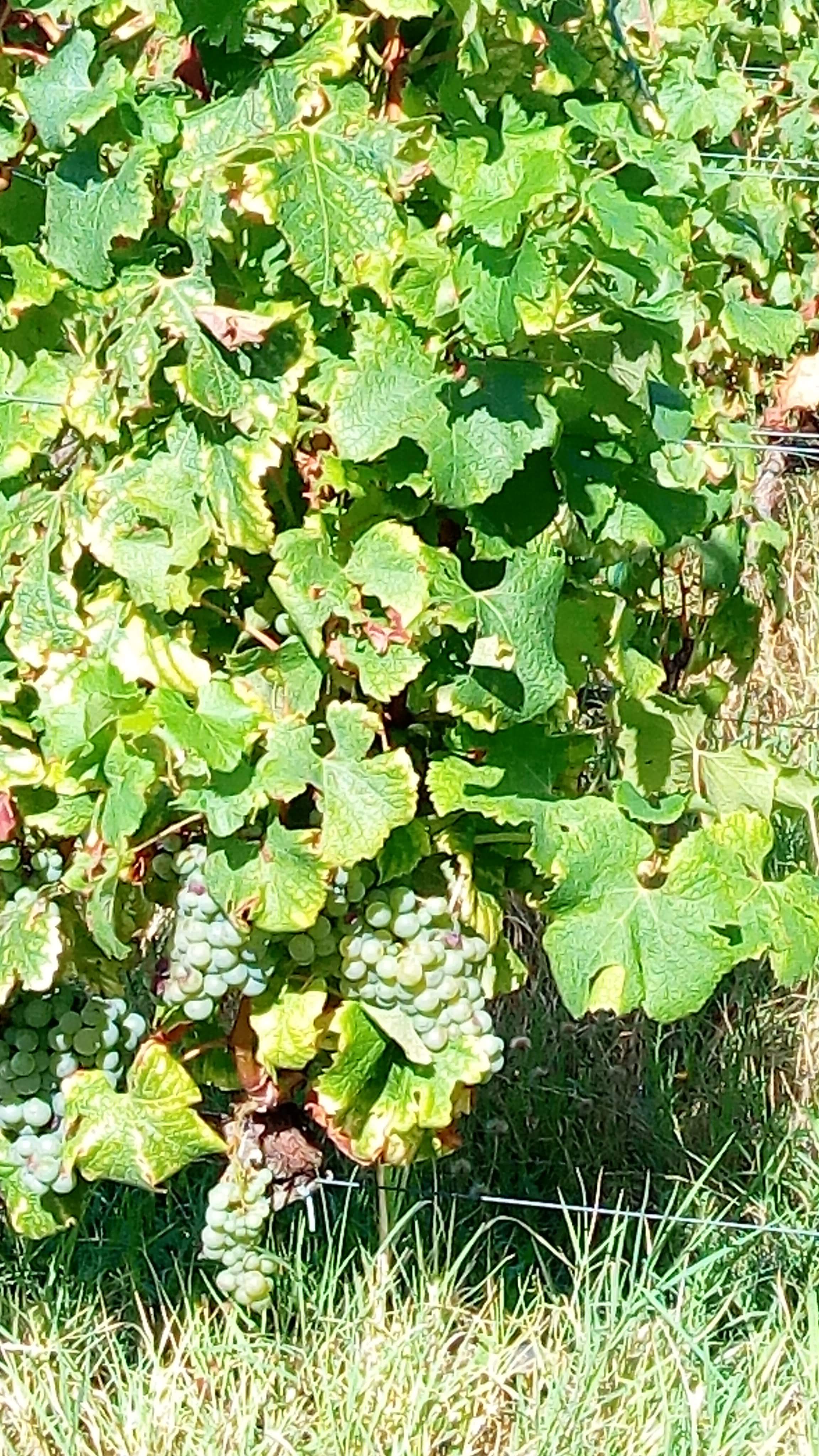 Photo n° 4 de l'avis de corrado.i fait le 29/08/2018 à 13:41