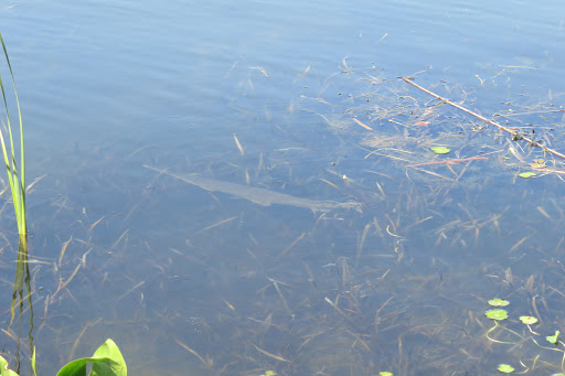 Park «Trimble Park», reviews and photos, 5802 Trimble Park Rd, Mt Dora, FL 32757, USA