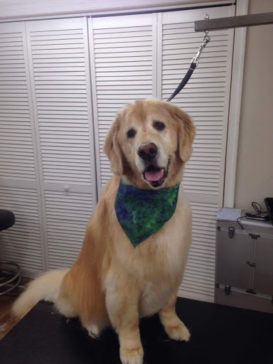 Pet Groomer «Plush Pups Dog Grooming & Pet Supplies», reviews and photos, 2335 Huntingdon Pike, Huntingdon Valley, PA 19006, USA