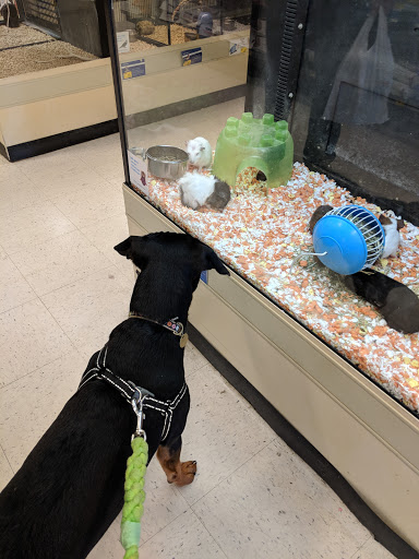 Pet Supply Store «PetSmart», reviews and photos, 198 Promenade Blvd, Flowood, MS 39232, USA
