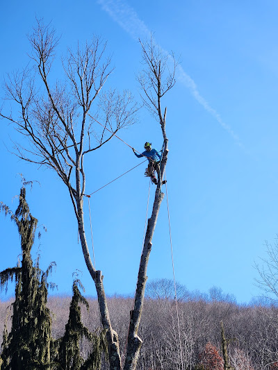 We had a great experience with STS Arborists. They were professional and courteous and they clearly like what they do