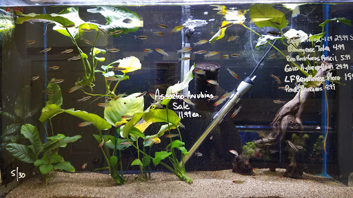 Tropical Fish Store «Ocean Design Aquarium», reviews and photos, 7542 W Addison St, Chicago, IL 60634, USA
