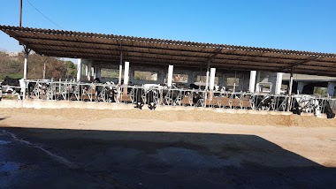 Apergas Sl