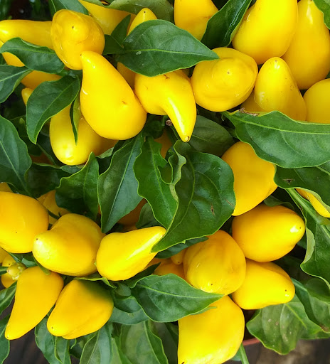 Grocery Store «Red Top Farm Market», reviews and photos, 1801 NJ-70, Southampton Township, NJ 08088, USA