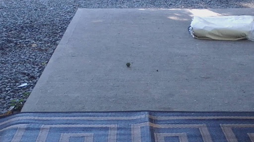 Campground «Holly Shores Camping Resort», reviews and photos, 491 U.S. 9, Cape May, NJ 08204, USA