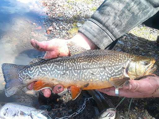 Fishing Store «Indian Creek Fishing & Fire Arms», reviews and photos, 3479 Mango Dr, Danielsville, PA 18038, USA