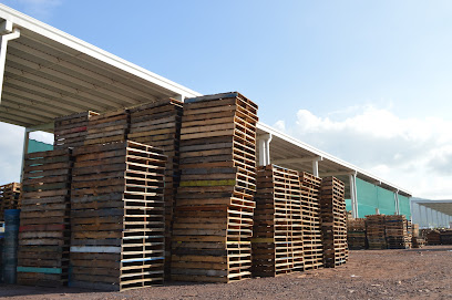 Pallets Alfa Texcoco alternativas