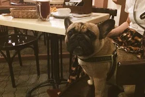 Friend Bar Dog image