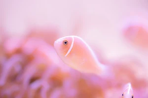 Toba Aquarium image