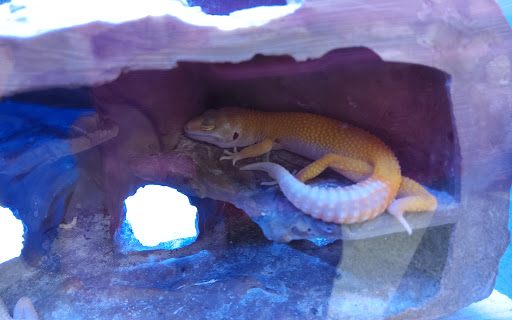 Pet Supply Store «Petco Animal Supplies», reviews and photos, 1694 Boston Rd, Springfield, MA 01129, USA