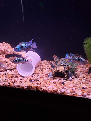 Tropical Fish Store «America Aquaria», reviews and photos, 3485 N 124th St, Brookfield, WI 53005, USA