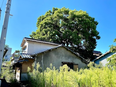 横堤の大楠