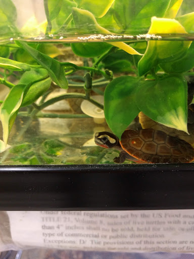 Reptile Store «La Habra Pets», reviews and photos, 1919 W La Habra Blvd, La Habra, CA 90631, USA